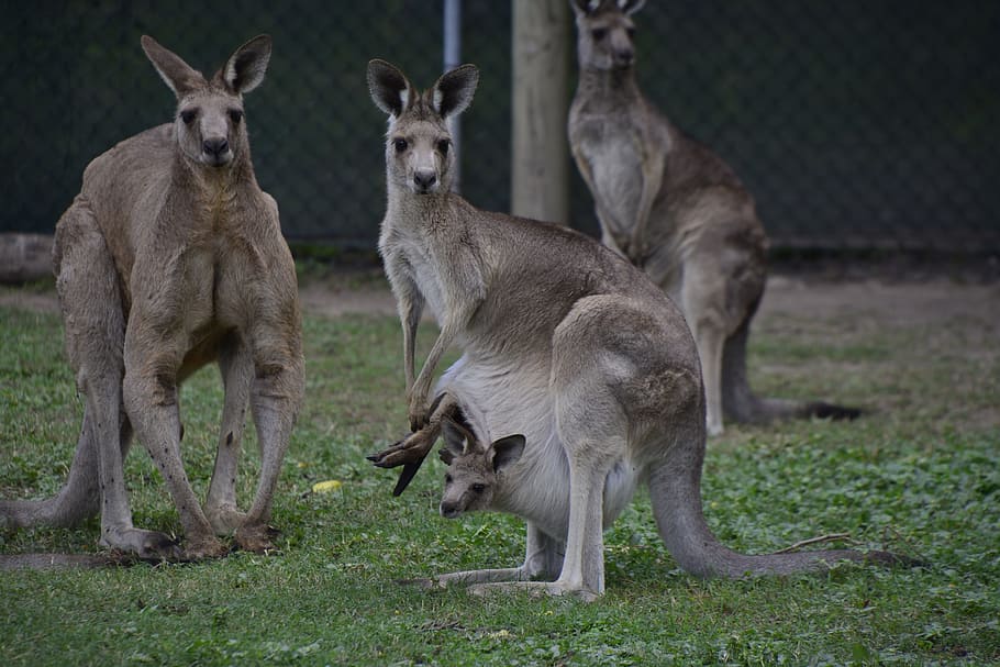 three brown kangaroos on grass, australia, brisbane, animal, wildlife