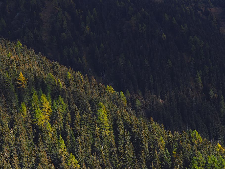 tall trees, forest during daytime, green mountain, conifer, pine HD wallpaper