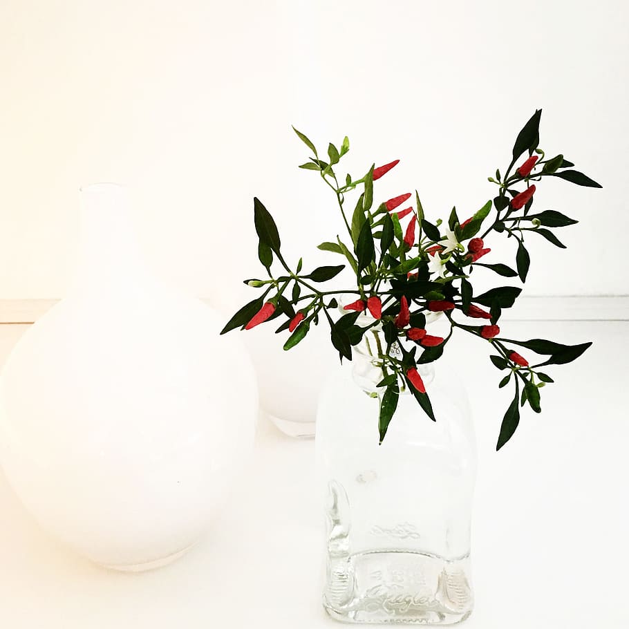 plant, white, hell, paprika, contrast, mini-chili, bonsai-chili HD wallpaper