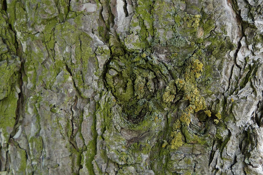 tree bark, old, gnarled, knothole, tribe, close, log, bemoost HD wallpaper