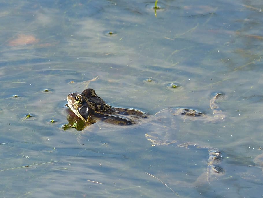 frog, pond, curious, swim, frog pond, garden pond, toad, amphibians HD wallpaper