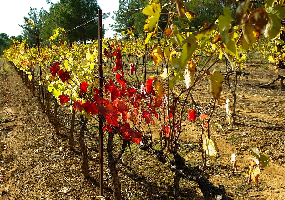 Vine, Leaves, Fall, Vineyard, Field, vine leaves, harvest, agriculture HD wallpaper