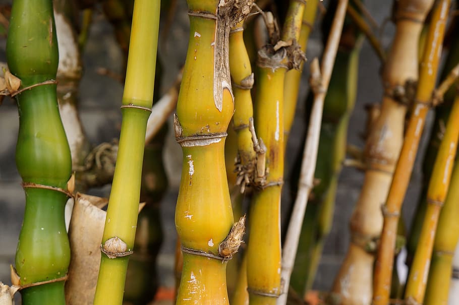 bamboo, yellow, background, food, food and drink, no people HD wallpaper