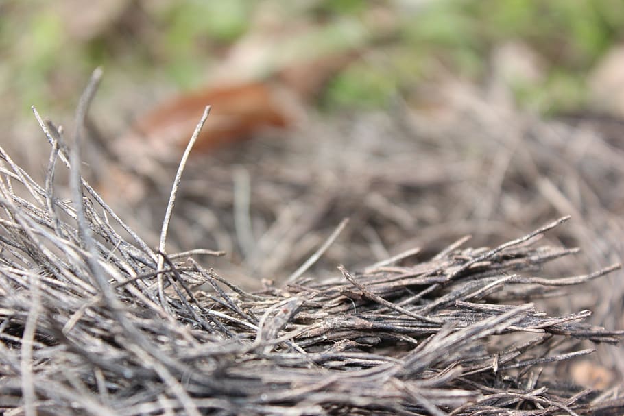 nest, trunk, tree, wood, nature, organic, stump, plant, selective focus HD wallpaper