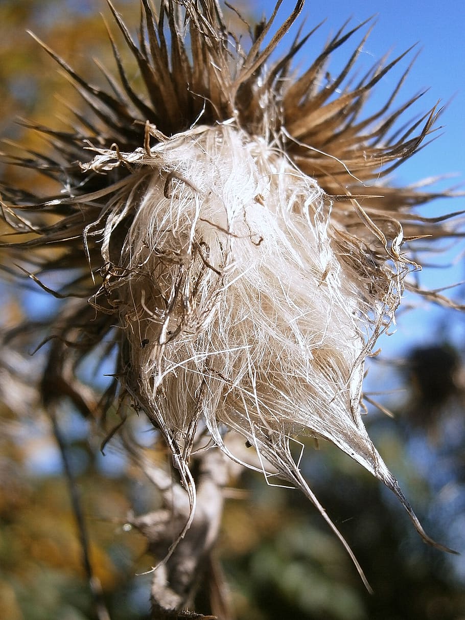 thistle, milk thistle, silybum, composites, thistles, spiny HD wallpaper
