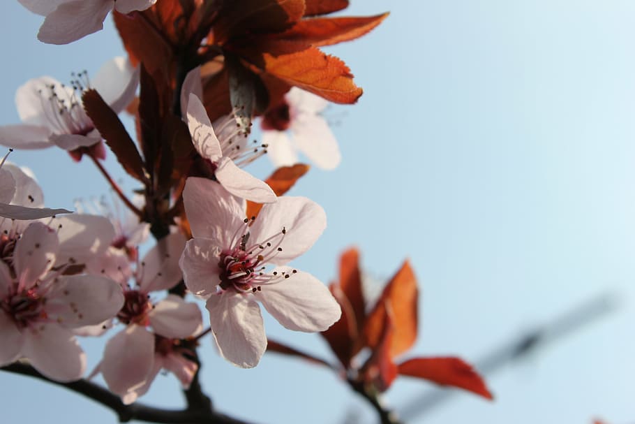 spring, flowers, pink, branch, full bloom, pink and white, flowering plant HD wallpaper