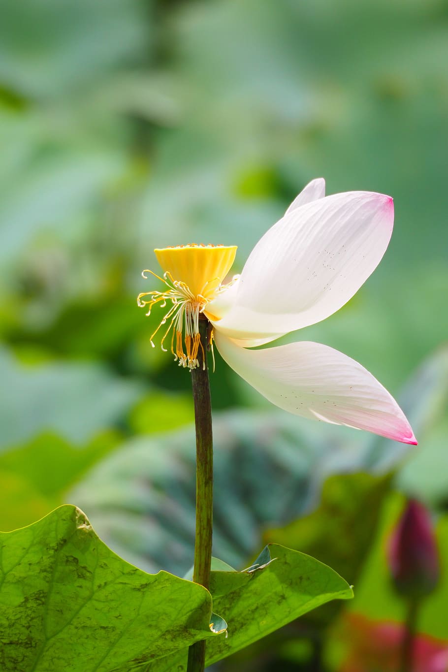 taiwan, taipei, botanical garden, lotus, lotus leaf, the residual charge, HD wallpaper
