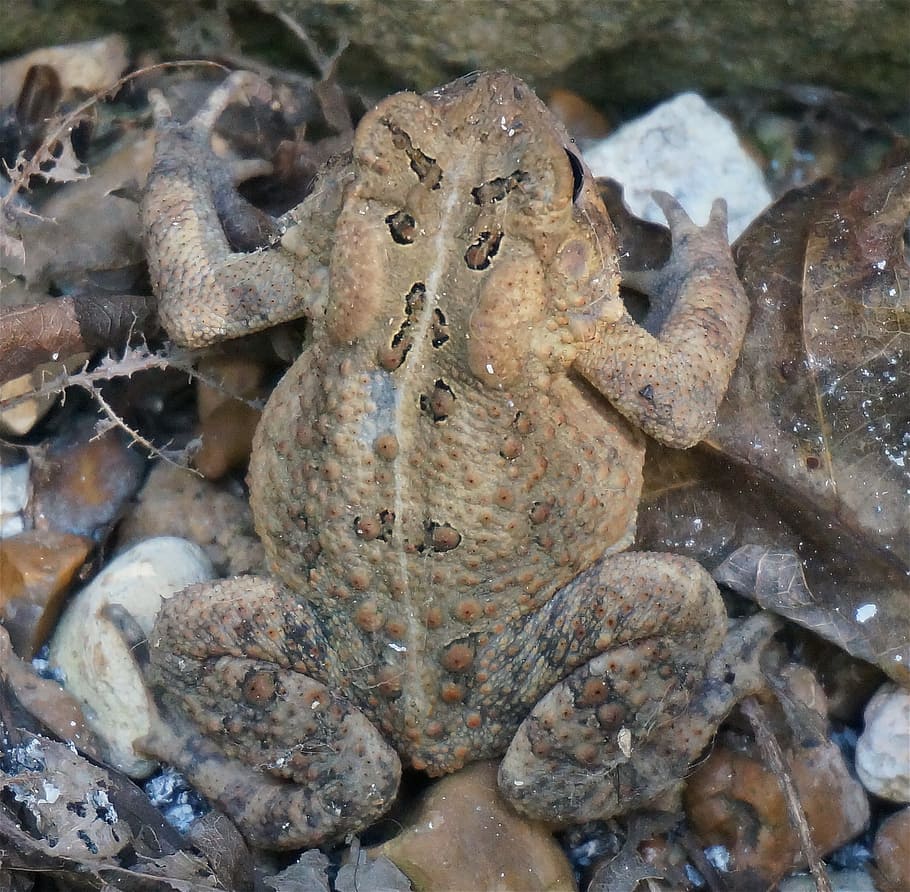 common toad, amphibian, animal, nature, species, earth, outside HD wallpaper