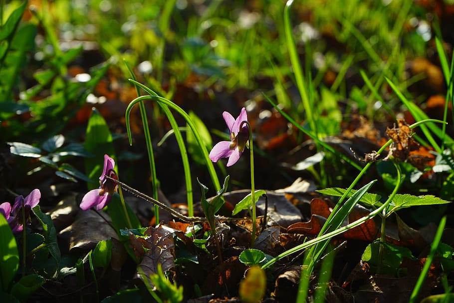 wald violet, flower, blossom, bloom, spring, harbinger of spring HD wallpaper