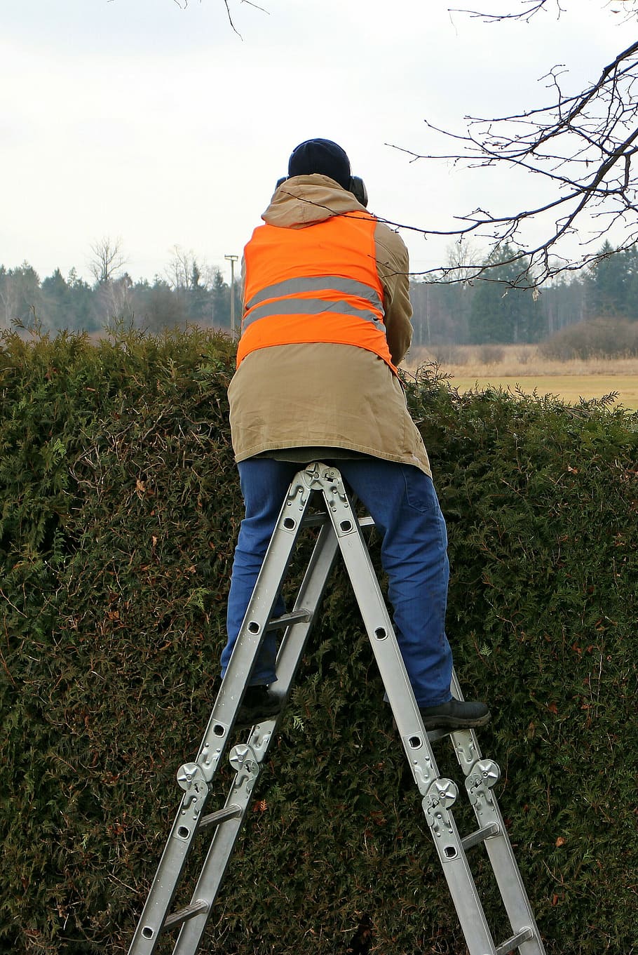 head, steal, work, hedge, over the hedge look, view, person HD wallpaper