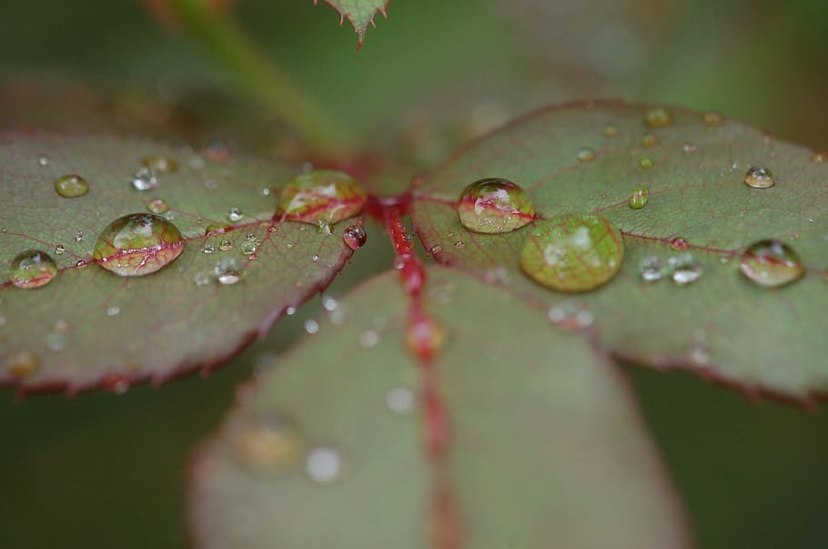 Raindrops, Droplets, Leaf, rose, rose leaf, nature, spring HD wallpaper