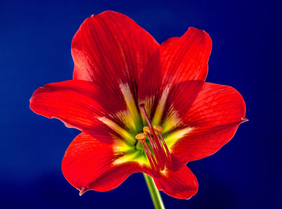 blossom, bloom, flower, red, nature, plant, petal, close-up HD wallpaper