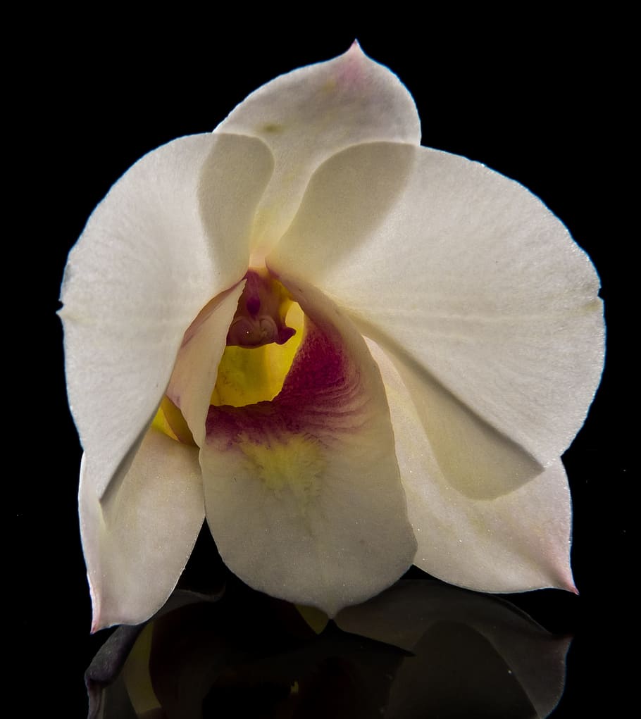 Blossom, Bloom, Flower, White, orchdee, close, petal, freshness HD wallpaper