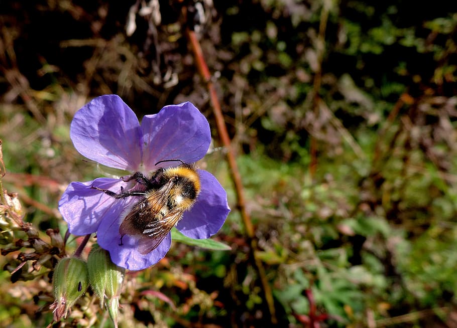 bumble bee, nature, flower, pollination, summer, insect, purple flower HD wallpaper