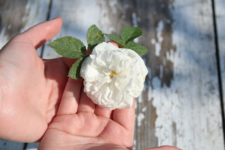 rose, white rose, flower, macro, nature, plant, hands, wood HD wallpaper