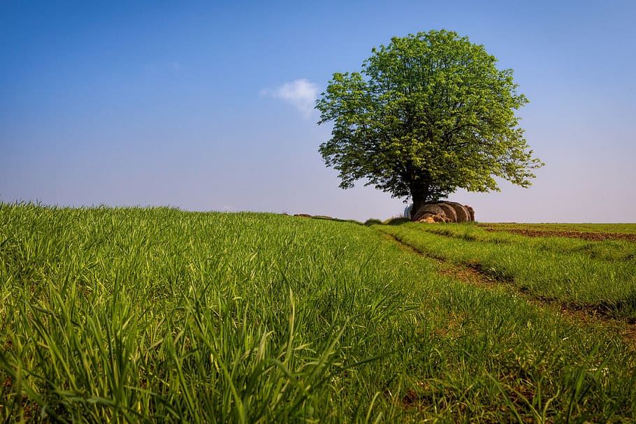 green leaf trees surrounded green grass, landscape, sky, meadow HD wallpaper