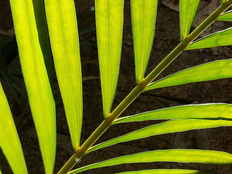 Leaf, Garden, Wasp, growth, green color, close-up, nature, frond HD wallpaper