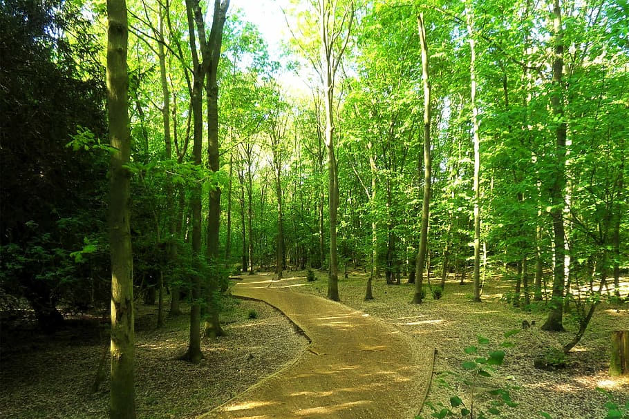 forest, leaves, trees, fern, plant, green, light, nature, outdoors HD wallpaper