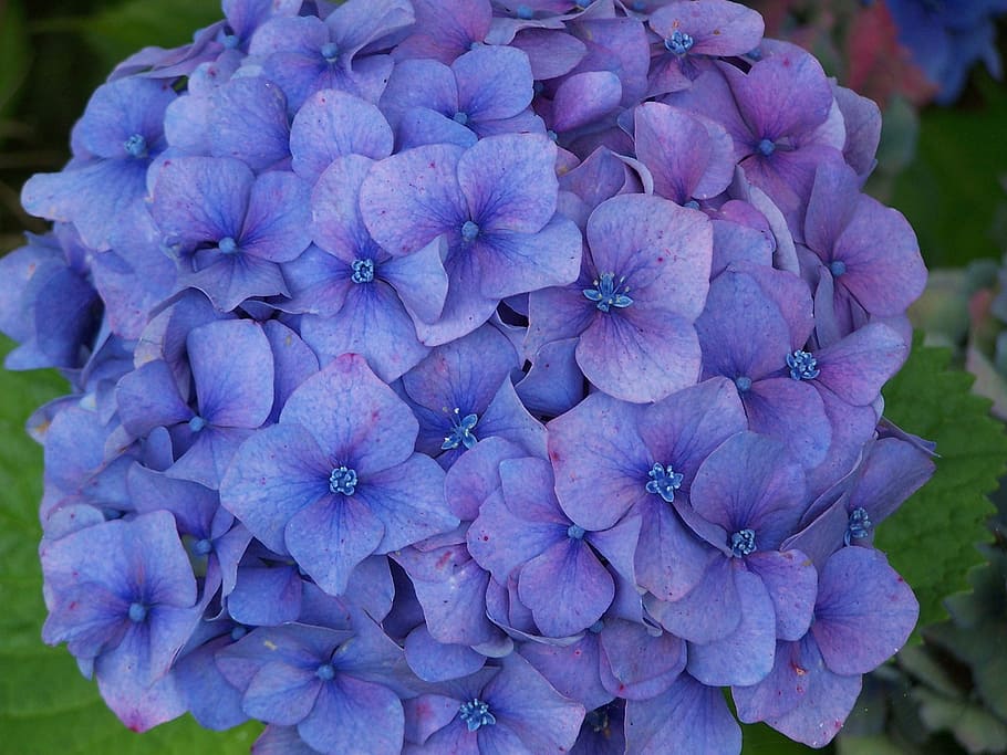 Hydrangea, Blue, Flower, Brittany, blue flowers, flowering HD wallpaper