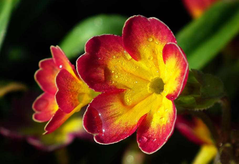 flower, primula, spring, nature, plant, garden, floral, freshness HD wallpaper