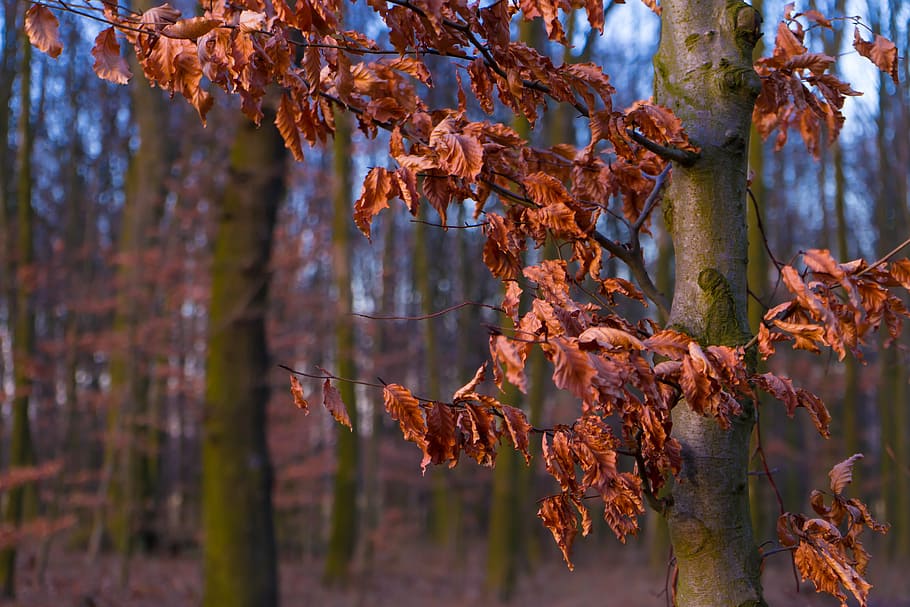 autumn, leaves, forest, withered, tree, golden autumn, fall foliage HD wallpaper