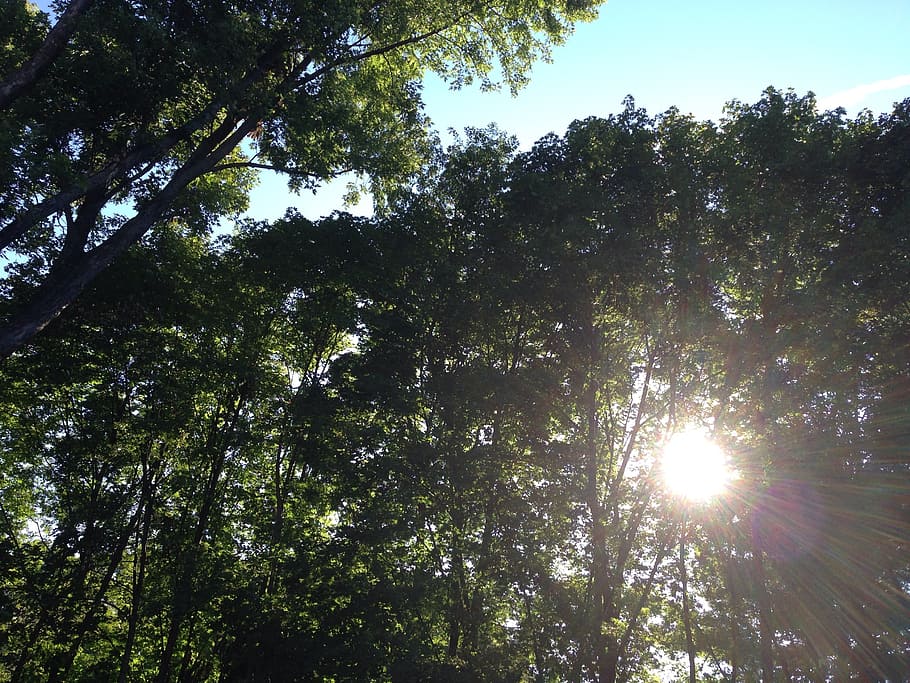trees with sunrays, light, healing, sky, nature, natural, divine HD wallpaper
