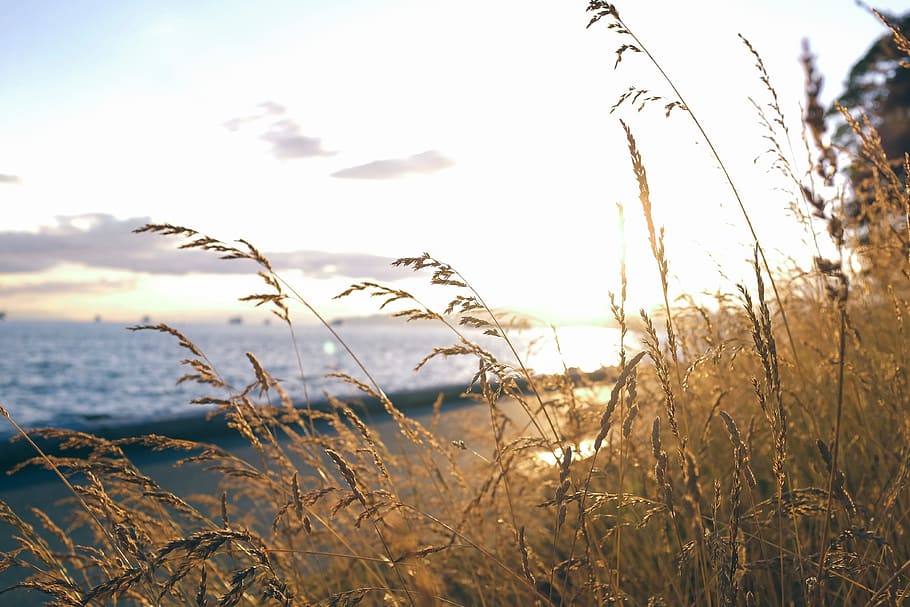 sea, ocean, water, waves, nature, blur, green, grass, sunlight HD wallpaper
