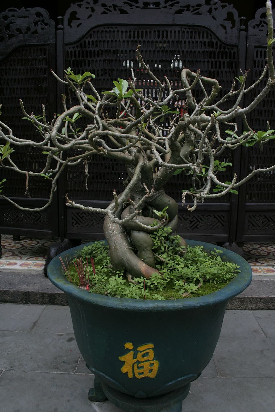 bonsai, vietnamese scripture, temple, potted plant, no people HD wallpaper