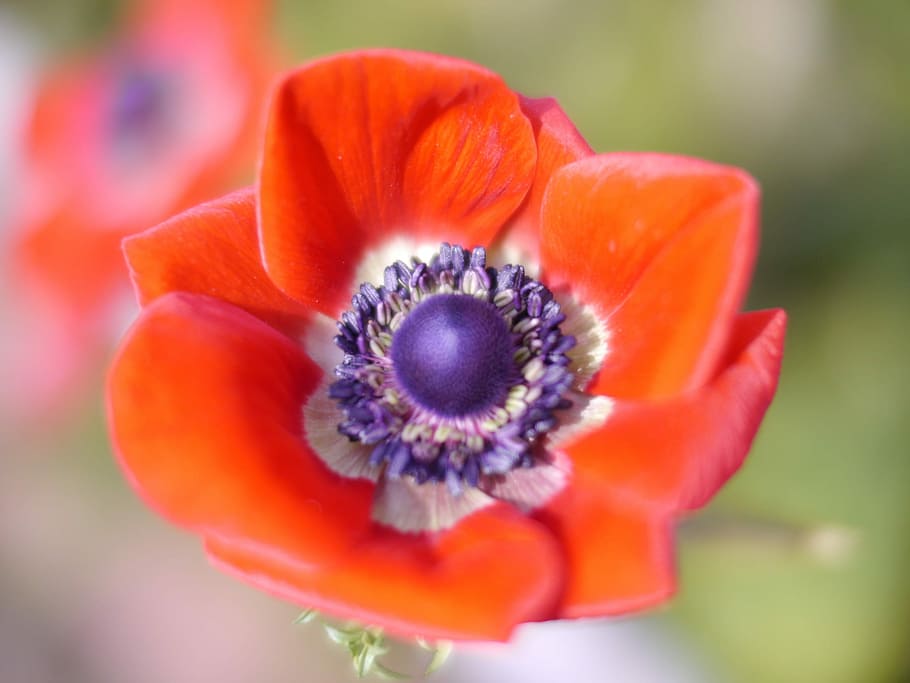 shallow focus photography of orange and purple flower, Flowers HD wallpaper