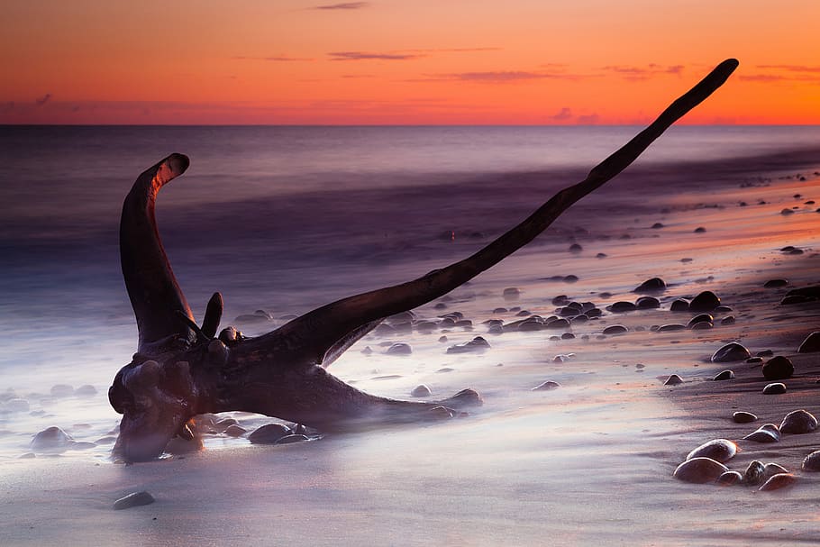 driftwood on shoreline, seaside, sunrise, light, dawn, beach HD wallpaper
