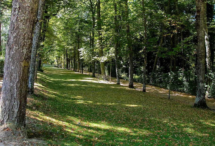 Forest, Green, Tree, trees, park, landscape, tree trunk, nature HD wallpaper