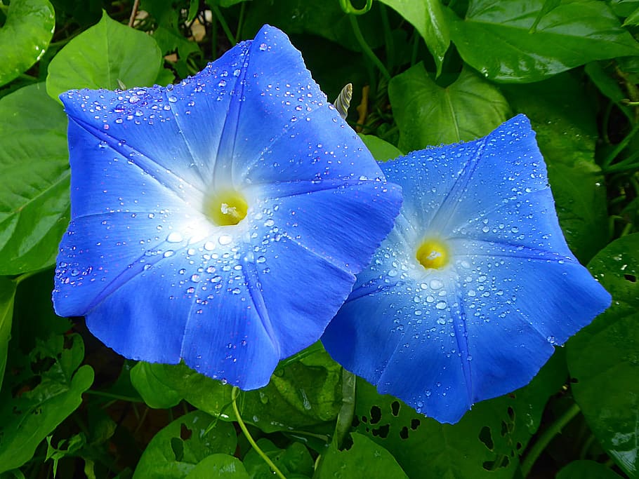 flower, blue, morning glory, summer, plant, growth, vulnerability, HD wallpaper