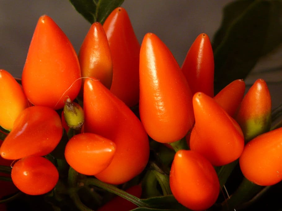 Peppers, Pods, Orange, bright, ornamental peppers, paprika, HD wallpaper
