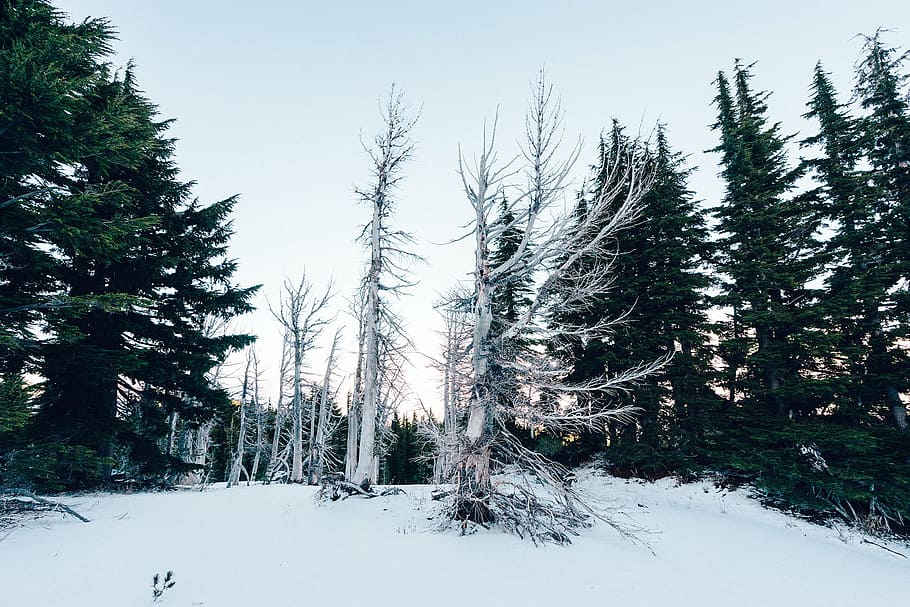 snow, trees, winter, nature, forest, outdoors, frost, landscape HD wallpaper