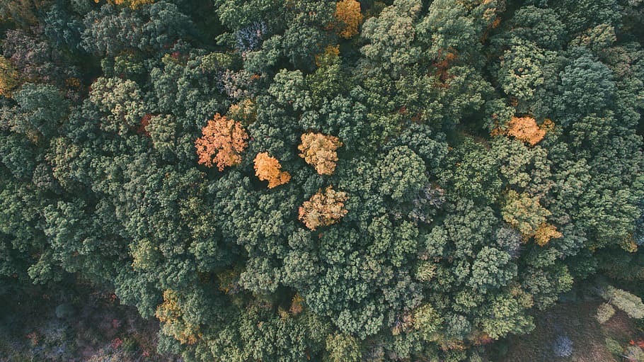 aerial photo of forest, aerial photography of green forest, wilderness HD wallpaper