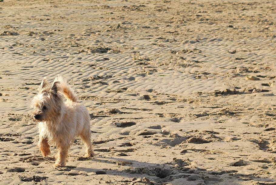 cairn, terrier, dog, beach, sand, beige, run, action, cute, HD wallpaper