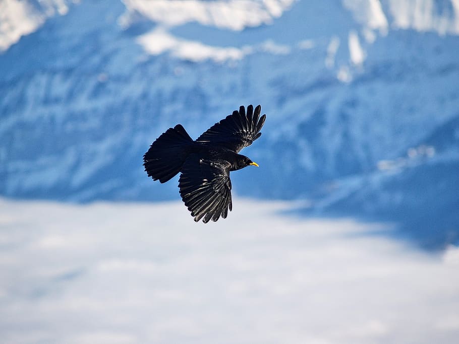 bird, bergdohle, fly, winter, mountains, snow, flying, animals in the wild HD wallpaper
