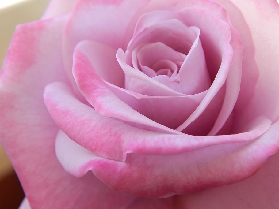 close up photo pink Rose flower, light, young, nature, love HD wallpaper
