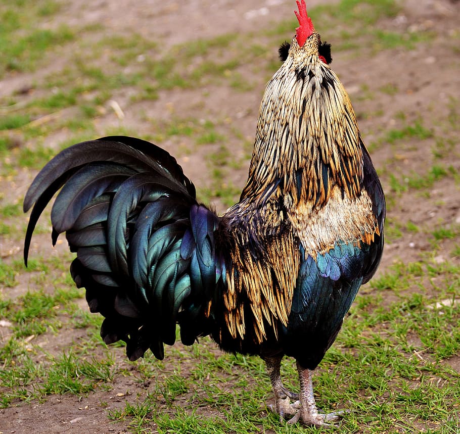 hahn, pride, bill, beautiful, feather, nature, poultry, bird HD wallpaper