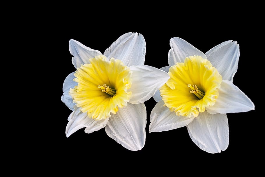 narcis, flower, spring, creative, nature, yellow, petal, black background HD wallpaper