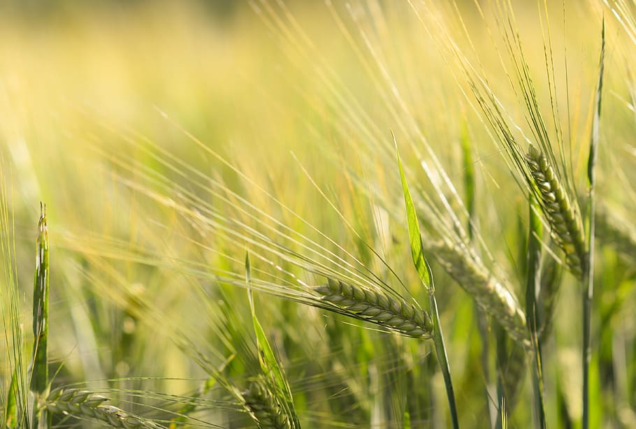 selective focus photography of oats, spike, wheat, cereals HD wallpaper