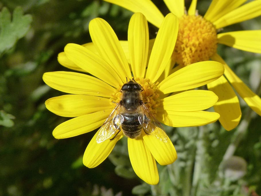 bee, libar, flower, daisy, nature, summer, plant, insect, flowering plant HD wallpaper