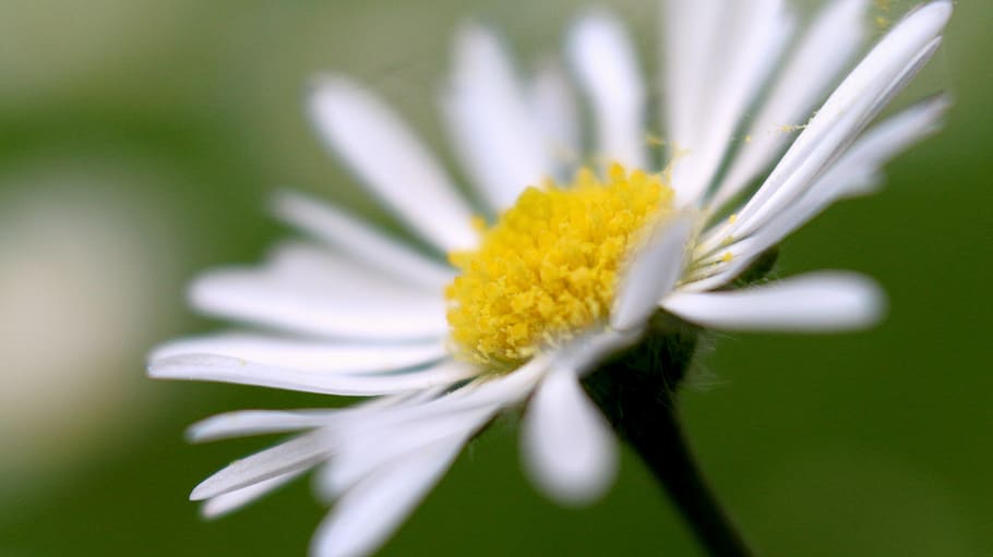 nature, petals, blur, flower, beautiful, bloom, blooming, blossom HD wallpaper