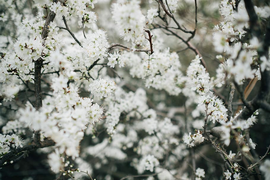 grayscale photo of white petaled flower, white petaled flower HD wallpaper
