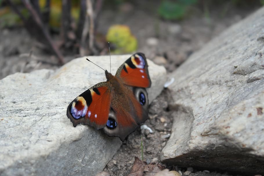Butterfly, Insect, Wings, one animal, animal themes, animals in the wild HD wallpaper
