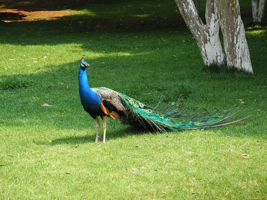 Peacock, Outing, Spring, one animal, bird, animal themes, grass HD wallpaper