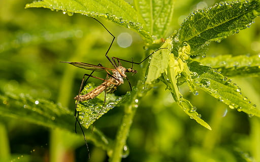 schnake, schneider, insect, close, mosquito, wing, nature, sting HD wallpaper