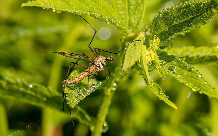schnake, schneider, insect, close, mosquito, wing, nature, sting HD wallpaper