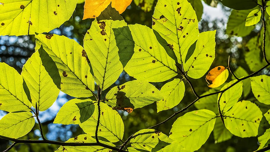 beech leaves, leaf structures, veins, book industry, bright HD wallpaper