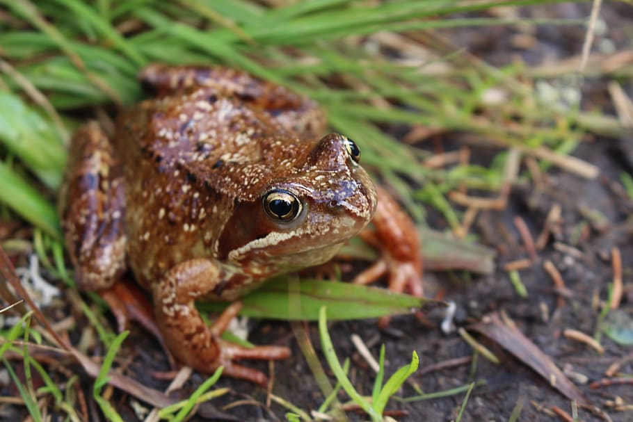 frog, animal, nature, animal themes, animal wildlife, one animal HD wallpaper